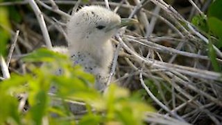 Life on the Reef Season 1 Episode 3 Life on the Reef Season 1 Episode 3