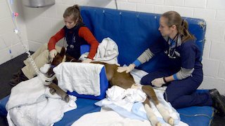 Vet School Season 1 Episode 7 Vet School Season 1 Episode 7