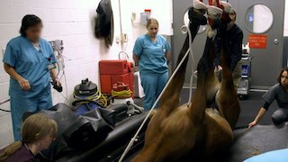 Vet School Season 1 Episode 6 Vet School Season 1 Episode 6