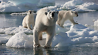 Frozen Planet Season 1 Episode 3 Frozen Planet Season 1 Episode 3