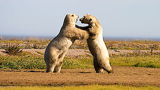 Frozen Planet Season 1 Episode 4 Frozen Planet Season 1 Episode 4