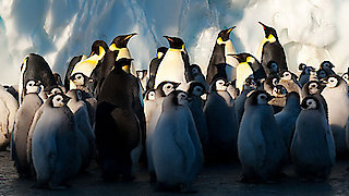 Frozen Planet Season 1 Episode 5 Frozen Planet Season 1 Episode 5