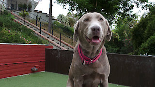 Lucky Dog - Belle
