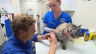 Dr. Chris Pet Vet Season 6 Episode 12 Dr. Chris Pet Vet Season 6 Episode 12