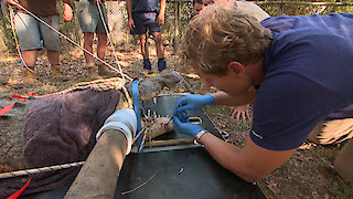 Dr. Chris Pet Vet Season 6 Episode 13 Dr. Chris Pet Vet Season 6 Episode 13