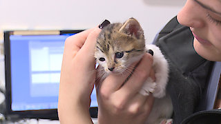 Dr. Chris Pet Vet Season 6 Episode 15 Dr. Chris Pet Vet Season 6 Episode 15