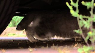 the secret life of pets watch online stream the secret life of pets watch online stream