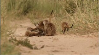 Meerkat Manor Season 4 Episode 13 Meerkat Manor Season 4 Episode 13