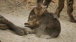 Savage Kingdom Season 3 Episode 3 Savage Kingdom Season 3 Episode 3