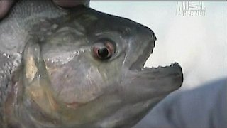 River Monsters Season 1 Episode 1 River Monsters Season 1 Episode 1