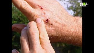 The Crocodile Hunter Season 4 Episode 16 The Crocodile Hunter Season 4 Episode 16
