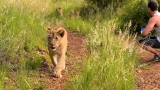 Lion Gangland