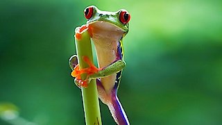 Planet Earth II Season 1 Episode 3 Planet Earth II Season 1 Episode 3