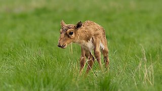 Planet Earth II Season 1 Episode 5 Planet Earth II Season 1 Episode 5