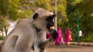 Planet Earth II Season 1 Episode 6 Planet Earth II Season 1 Episode 6
