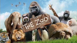 The Zoo - New Cats on the Block
