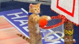 1st annual Meow Madness