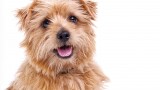 2020 Beverly Hills Dog Show