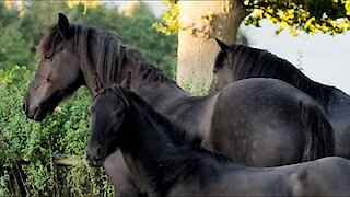 Free Rein Season 3 Episode 5 Free Rein Season 3 Episode 5