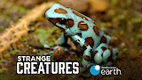 Camouflage and Colouration