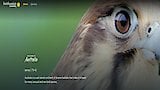 Feathering the Nest