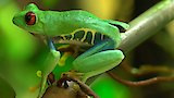 Ancient Species