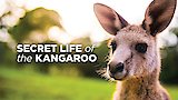 A Buck's Life