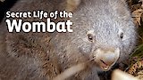 A Joey's Journey