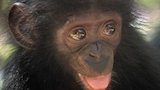 Black Bears, Lions, Snow Leopard & Sifaka