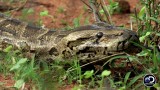 Man-Eating Python