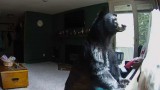 Demolition Rat