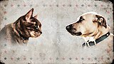 My Animals Are Going to Get Me Evicted