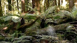 Walking with Dinosaurs Season 1 Episode 5 Walking with Dinosaurs Season 1 Episode 5