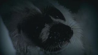 The Blue Planet Season 1 Episode 4 The Blue Planet Season 1 Episode 4