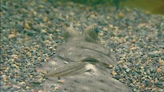 The Blue Planet Season 1 Episode 7 The Blue Planet Season 1 Episode 7