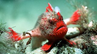 Blue Planet - Seas of Life Season 1 Episode 5 Blue Planet - Seas of Life Season 1 Episode 5