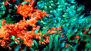 Blue Planet - Seas of Life Season 1 Episode 6 Blue Planet - Seas of Life Season 1 Episode 6