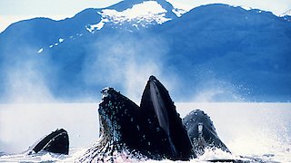Blue Planet - Seas of Life Season 1 Episode 7 Blue Planet - Seas of Life Season 1 Episode 7