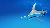 How Smart Are Sharks?