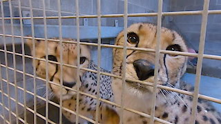 Secrets of the Zoo Season 3 Episode 10 Secrets of the Zoo Season 3 Episode 10