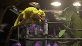 Wild West Agamas