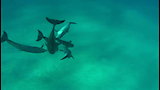 The Dolphin Dating Scene