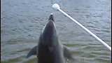 Bottlenose Bullies