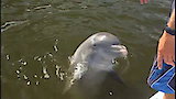 Dolphin Character