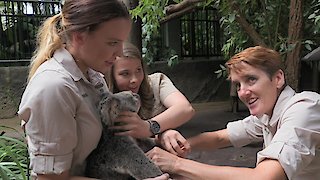 Crikey! It\'s the Irwins Season 1 Episode 1 Crikey! It\'s the Irwins Season 1 Episode 1