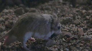 Mexico Untamed Season 1 Episode 2 Mexico Untamed Season 1 Episode 2