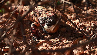 Mexico Untamed Season 1 Episode 3 Mexico Untamed Season 1 Episode 3