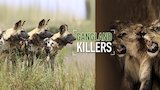 Wild Dog Gang