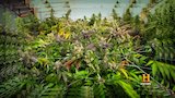 Generation Bud