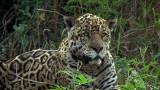 Jaguar vs. Croc